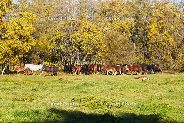十勝牧場のウマの放牧 [TMA110070204]