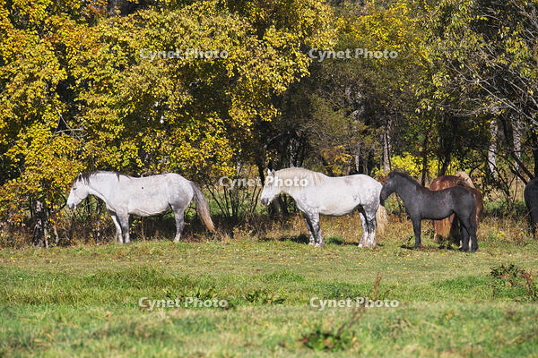 十勝牧場のウマの放牧 [TMA110070206]