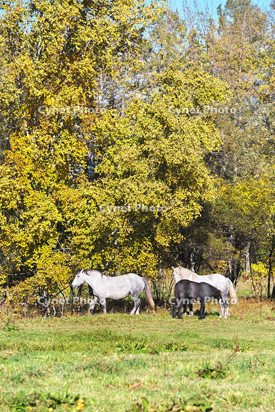 十勝牧場のウマの放牧 [TMA110070208]