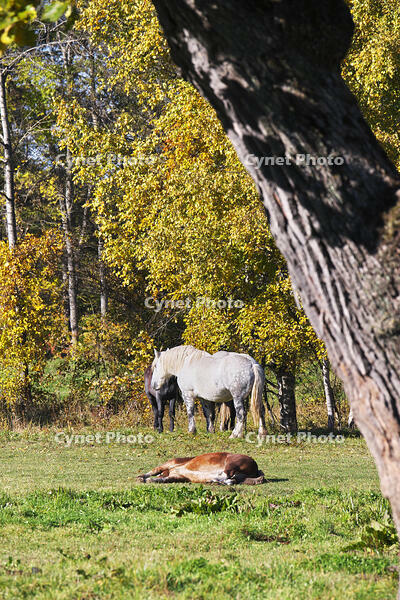 十勝牧場のウマの放牧 [TMA110070211]