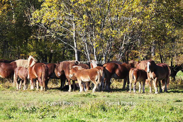十勝牧場のウマの放牧 [TMA110070212]