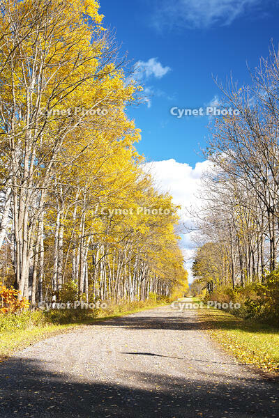 白樺の紅葉と道　十勝牧場 [TMA110070214]