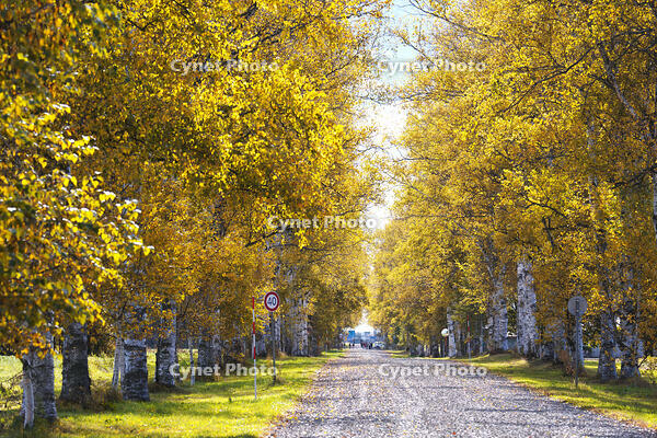 十勝牧場の白樺並木の紅葉 [TMA110070215]