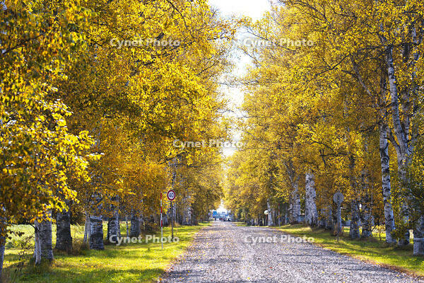 十勝牧場の白樺並木の紅葉 [TMA110070216]
