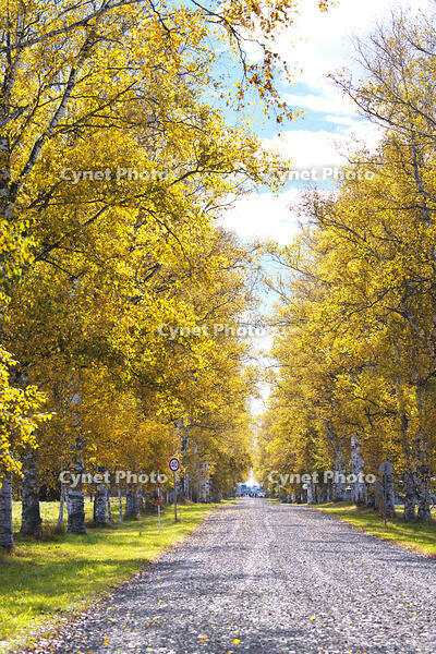 十勝牧場の白樺並木の紅葉 [TMA110070217]