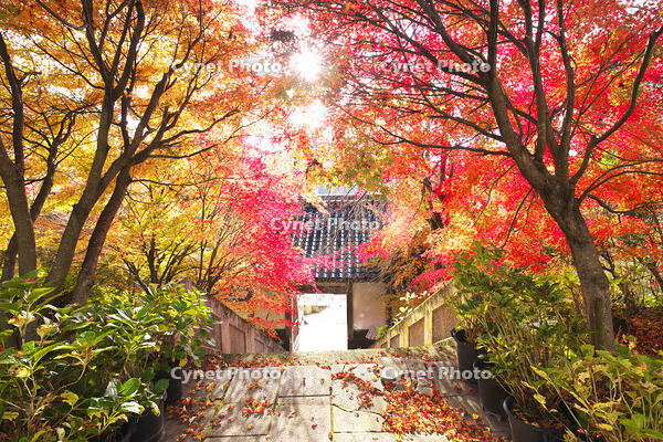 平等寺　紅葉 [TMA110070766]