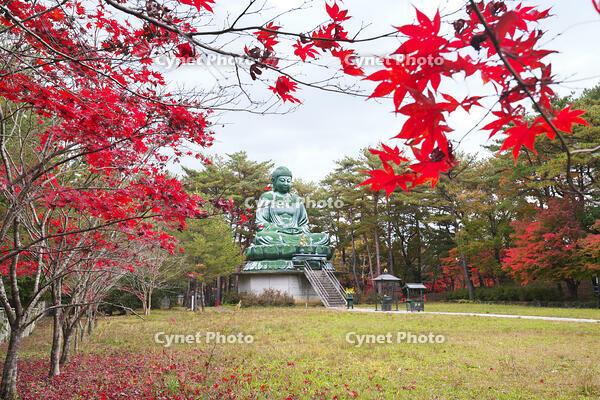能登長寿大仏　紅葉 [TMA110070777]