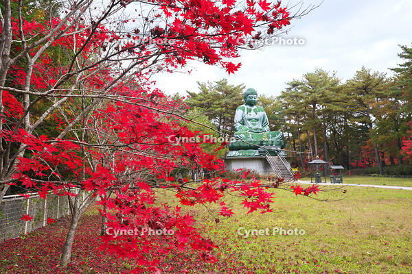 能登長寿大仏　紅葉 [TMA110070780]
