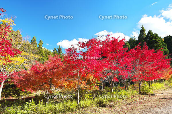 永光寺の紅葉 [TMA110070781]