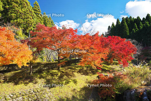 永光寺の紅葉 [TMA110070782]