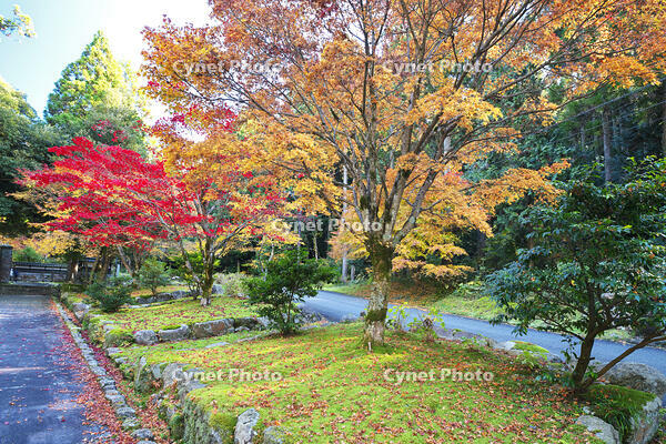 永光寺の紅葉 [TMA110070783]
