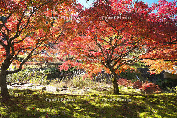 永光寺の紅葉 [TMA110070790]