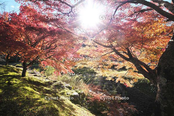 永光寺の紅葉 [TMA110070791]