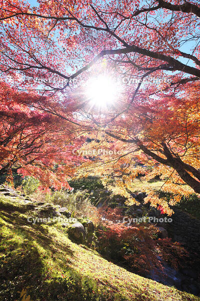 永光寺の紅葉 [TMA110070792]