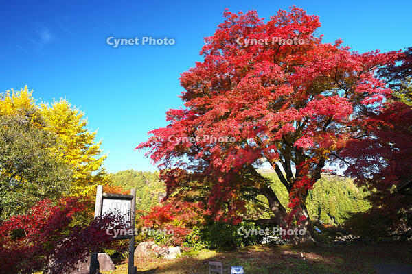 西慶寺のヤマモミジ [TMA110070822]