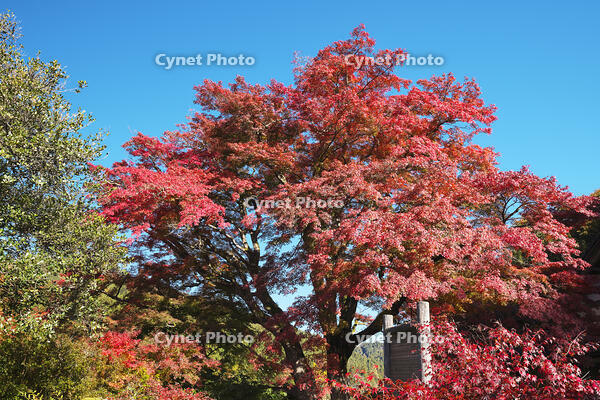 西慶寺のヤマモミジ [TMA110070824]