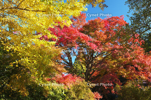 西慶寺のヤマモミジ [TMA110070826]