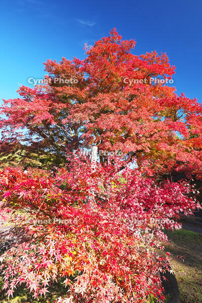 西慶寺のヤマモミジ [TMA110070831]