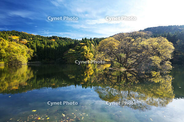 蛇ヶ池　紅葉 [TMA110070857]