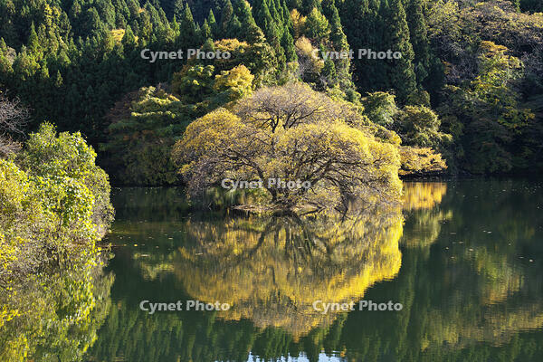 蛇ヶ池　紅葉 [TMA110070858]