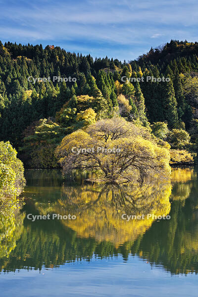 蛇ヶ池　紅葉 [TMA110070861]