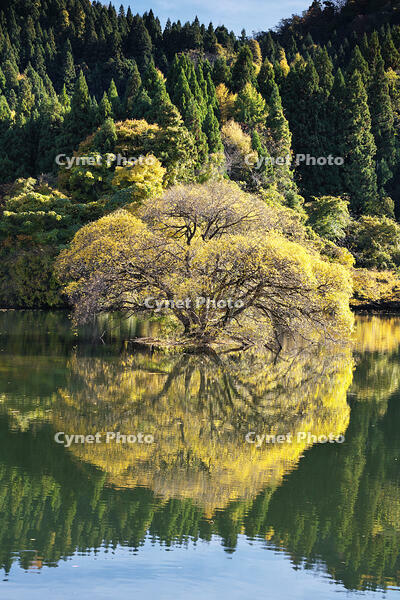 蛇ヶ池　紅葉 [TMA110070862]