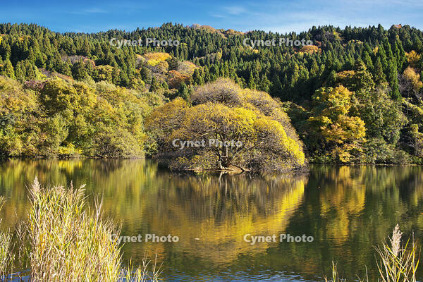 蛇ヶ池　紅葉 [TMA110070864]