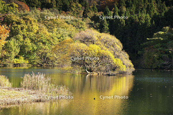 蛇ヶ池　紅葉 [TMA110070866]