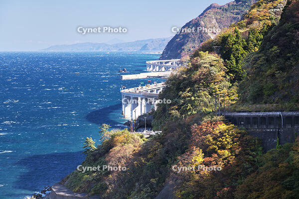 親不知の紅葉と北陸自動車道と日本海　新潟県 [TMA110070899]