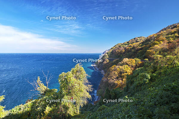 親不知の紅葉と北陸自動車道と日本海　新潟県 [TMA110070903]