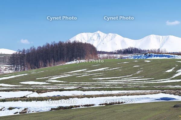 十勝岳連峰と残雪の農地 [TMA110071783]