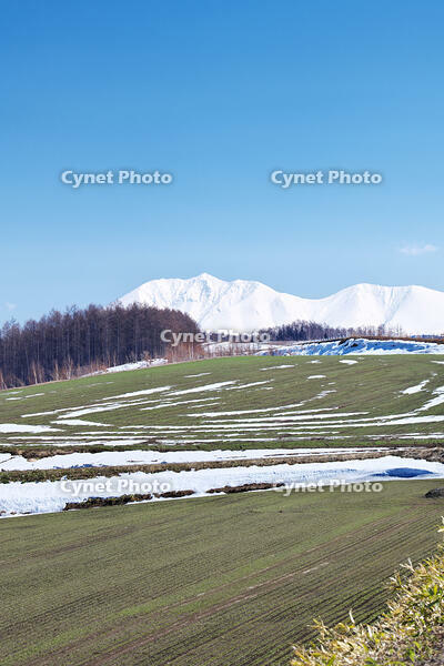十勝岳連峰と残雪の農地 [TMA110071785]