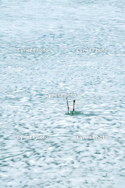 氷の残るシューパロ湖の氷と枯木 [TMA110071839]