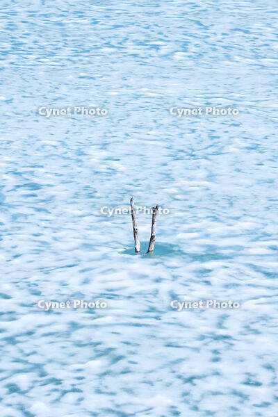 氷の残るシューパロ湖の氷と枯木 [TMA110071843]