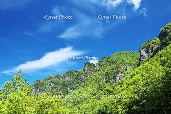 層雲峡の新緑 [TMA110073288]