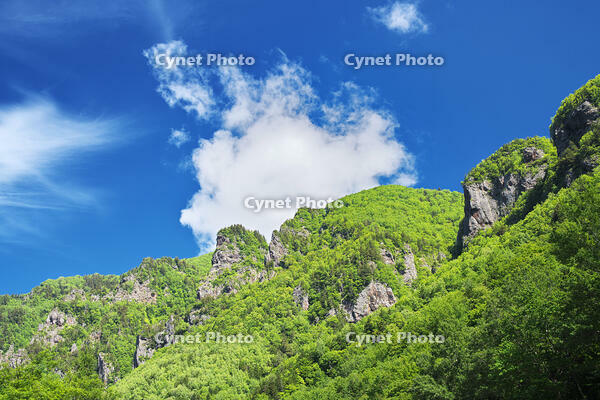 層雲峡の新緑 [TMA110073289]