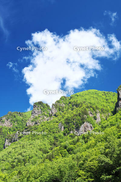 層雲峡の新緑 [TMA110073292]