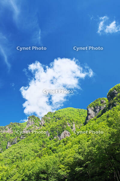 層雲峡の新緑 [TMA110073293]