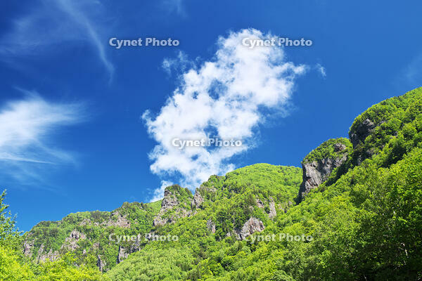 層雲峡の新緑 [TMA110073294]
