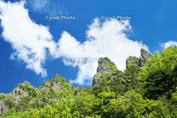 層雲峡の新緑 [TMA110073299]