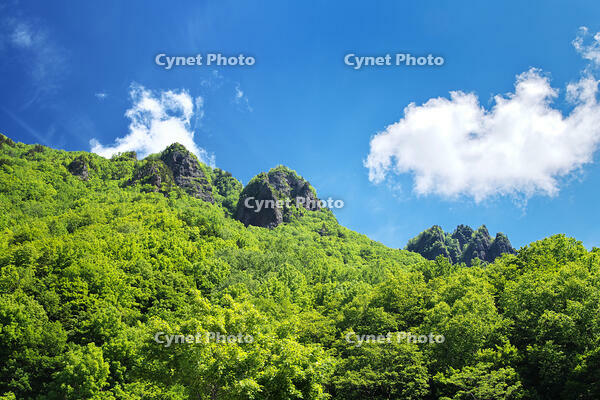 層雲峡の新緑 [TMA110073301]