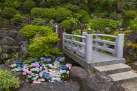 大和観音あぢさゐ回廊　岡寺　華の池 [OKE110019694]