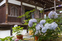 大和観音あぢさゐ回廊　岡寺　開山堂 [OKE110019696]