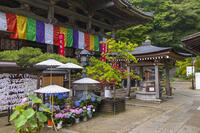 大和観音あぢさゐ回廊　岡寺　本堂 [OKE110019699]