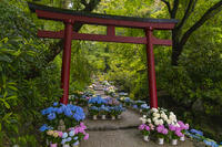 大和観音あぢさゐ回廊　岡寺　奥の院参道 [OKE110019707]