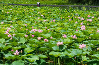 千秋公園（久保田城跡）　大手門の堀のハス [OKE110019974]