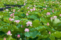 千秋公園（久保田城跡）　大手門の堀のハス [OKE110019975]