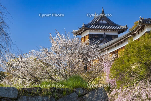 桜の大和郡山城　東隅櫓と十九間多聞櫓 [OKE110015677]