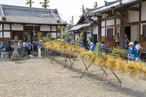 今里の蛇巻き　完成した蛇体 [OKE110016467]