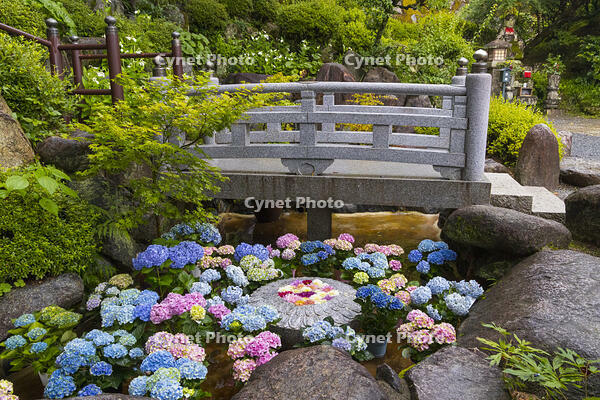 大和観音あぢさゐ回廊　岡寺　華の池 [OKE110019692]